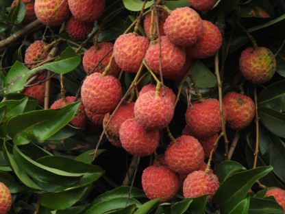 Picture of Litchi
