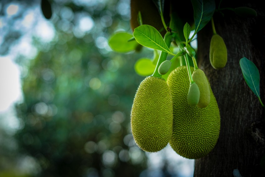 Picture for category Jackfruit