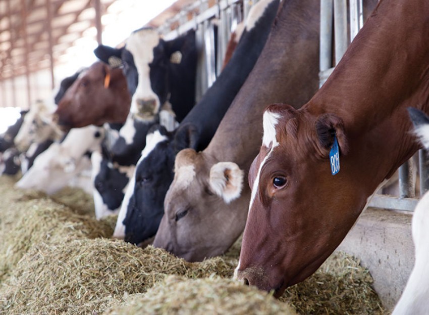 Picture for category Feed