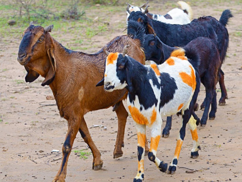 Picture for category Goat