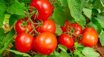 Picture of Fresh Organic Tomatoes