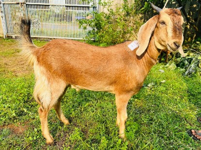 Picture of Boer Goat – Premium Meat Breed